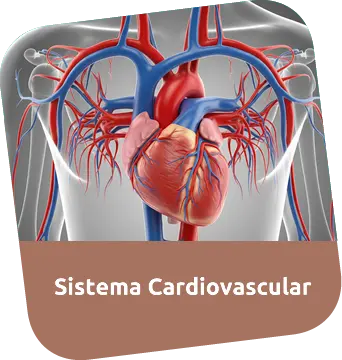 Consulta Médica para Sistema Cardiovascular