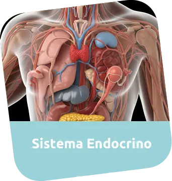 Consulta Médica para sistema endocrino