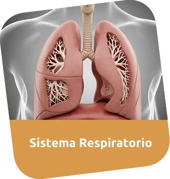 Consulta Médica para Sistema respiratorio
